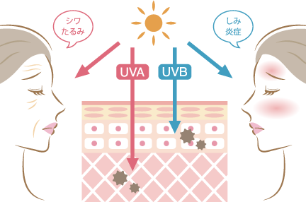 UVAは、しわ・たるみの原因に。UVBは、しみ・炎症の原因に。
