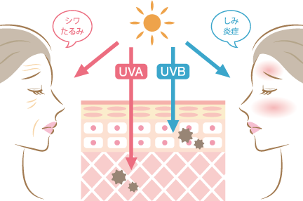 UVAはシワ・たるみ、UVBはシミ・炎症などの原因に