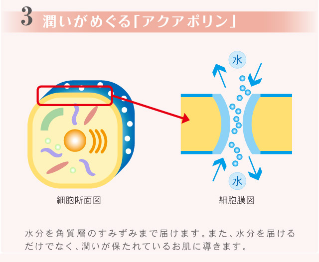 ◎エッセンスローション<R>(ボトル) ＜業務用＞