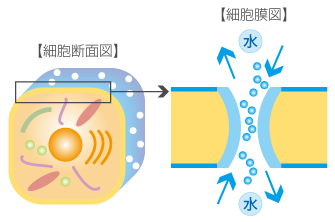 細胞断面イメージと細胞膜イメージ
